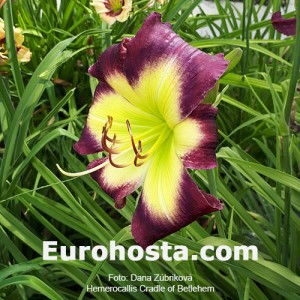 Hemerocallis Cradle of Bethlehem