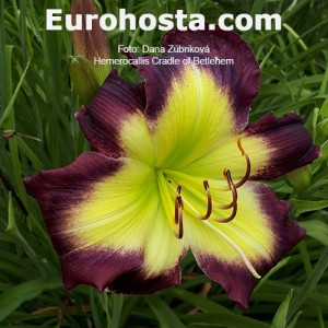 Hemerocallis Cradle of Bethlehem