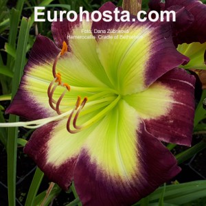 Hemerocallis Cradle of Bethlehem