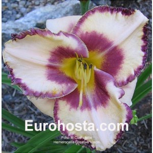 Hemerocallis Creative Vision