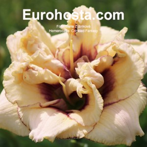 Hemerocallis Crinkled Fantasy