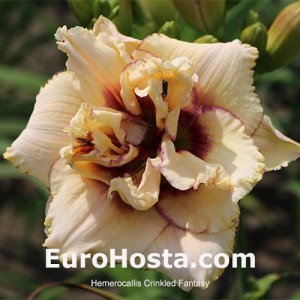 Hemerocallis Crinkled Fantasy