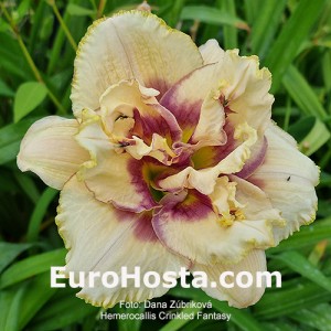Hemerocallis Crinkled Fantasy