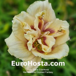 Hemerocallis Crinkled Fantasy
