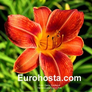 Hemerocallis Crown Fire - Eurohosta