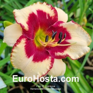 Hemerocallis Cryptic Message 