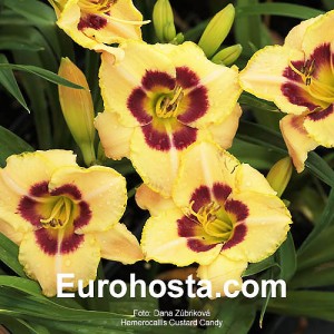 Hemerocallis Custard Candy