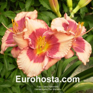 Hemerocallis Dan Mahony - Eurohosta