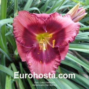 Hemerocallis Dan Mahony - Eurohosta