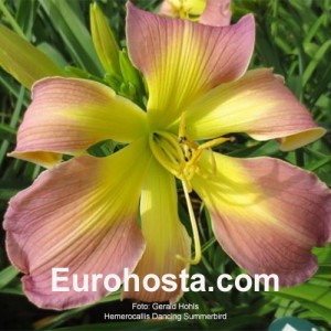 Hemerocallis Dancing Summerbird