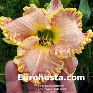 Hemerocallis Darla Anita