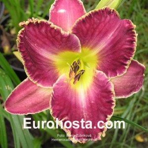 Hemerocallis David Kirchhoff - Eurohosta