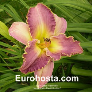 Hemerocallis David Kirchhoff - Eurohosta