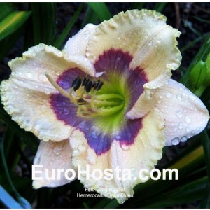 Hemerocallis Delta Blues