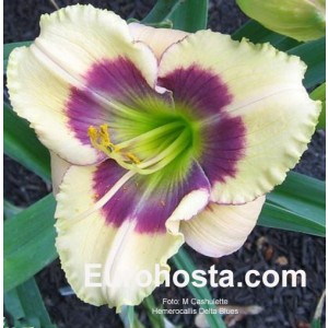 Hemerocallis Delta Blues