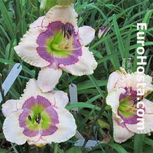 Hemerocallis Delta Blues