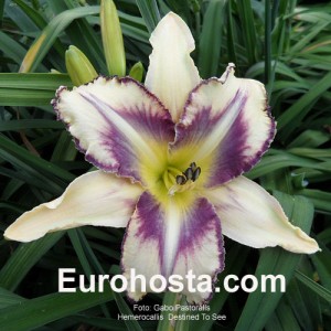 Hemerocallis Destined To See - Eurohosta