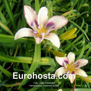 Hemerocallis Destined To See - Eurohosta