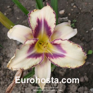 Hemerocallis Destined To See - Eurohosta