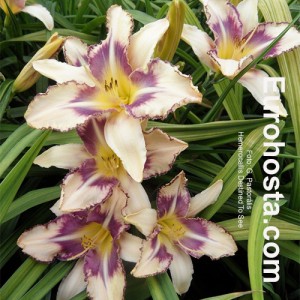 Hemerocallis Destined To See - Eurohosta