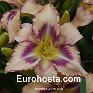 Hemerocallis Destined To See - Eurohosta