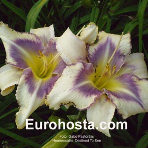 Hemerocallis Destined To See - Eurohosta