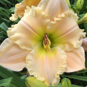 Hemerocallis Dinett Sue