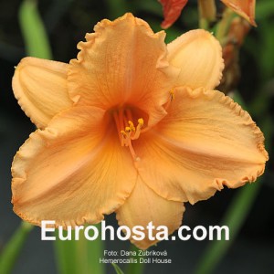 Hemerocallis Doll House - Eurohosta