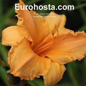 Hemerocallis Doll House - Eurohosta