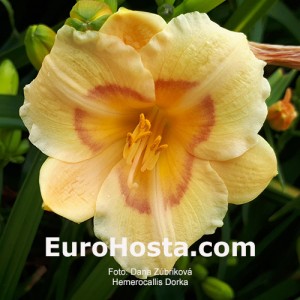 Hemerocallis Dorka