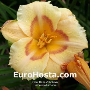 Hemerocallis Dorka