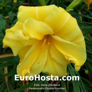 Hemerocallis Double Klondike - Eurohosta