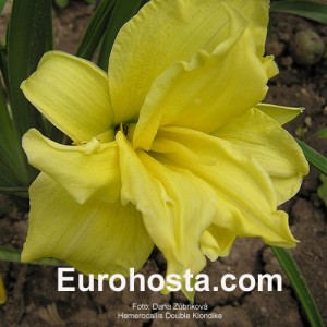 Hemerocallis Double Klondike - Eurohosta