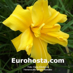 Hemerocallis Double Klondike