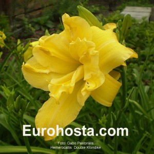 Hemerocallis Double Klondike - Eurohosta