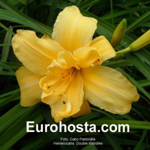 Hemerocallis Double Klondike - Eurohosta