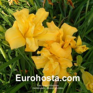 Hemerocallis Double Klondike - Eurohosta