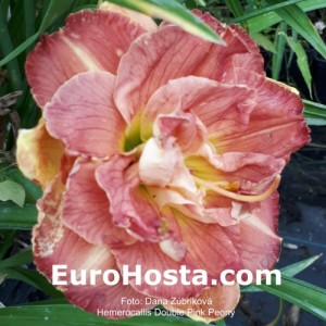 Hemerocallis Double Pink Peony