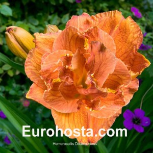 Hemerocallis Doublelicious