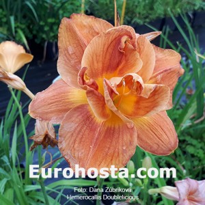 Hemerocallis Doublelicious