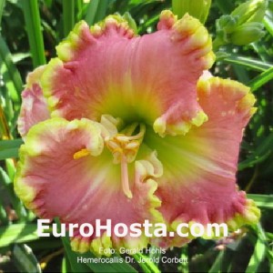 Hemerocallis Dr. Jerold Corbett