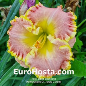 Hemerocallis Dr. Jerold Corbett