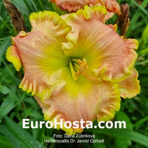 Hemerocallis Dr. Jerold Corbett