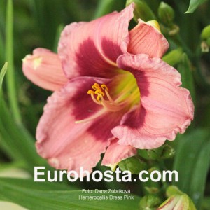 Hemerocallis Dress Pink - Eurohosta