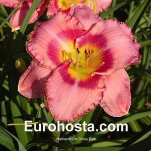 Hemerocallis Dress Pink - Eurohosta
