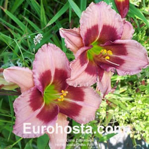 Hemerocallis Dress Pink - Eurohosta