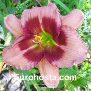 Hemerocallis Dress Pink - Eurohosta