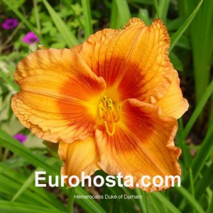 Hemerocallis Duke of Durham