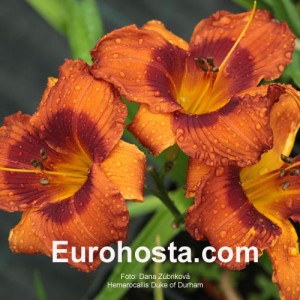 Hemerocallis Duke of Durham