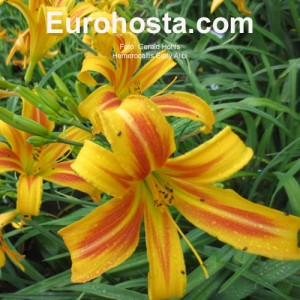 Hemerocallis Early Alibi